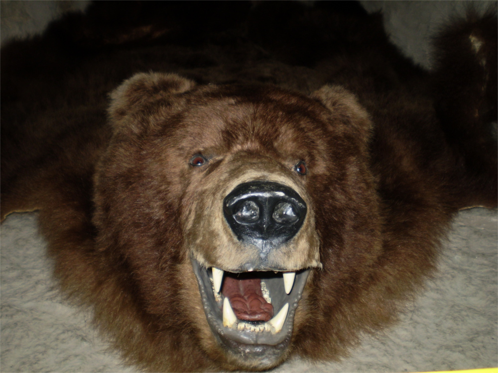 Quelle: https://upload.wikimedia.org/wikipedia/commons/1/1f/Bear_fur.jpg